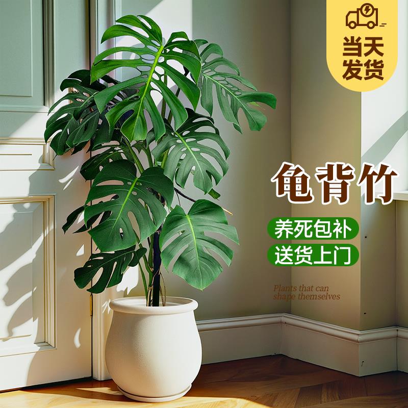 大型龟背竹盆栽客厅绿植室内老桩植物网红北欧风落地大号盆景四季