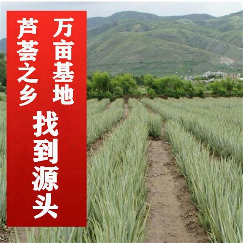 大颗美国库拉索芦荟美容院灌肤盆栽植物芦荟美容院专用新鲜芦荟