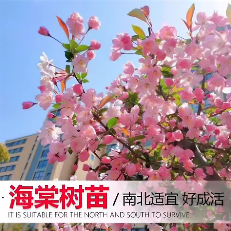 西府海棠树苗庭院地栽高杆垂丝海棠花四季开花耐寒植物南北方种植