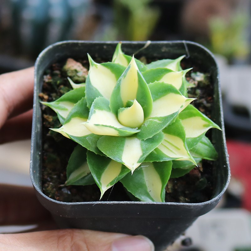 黄中斑王妃雷神龙舌兰自然锦美观好养易度夏多肉植物阳台小盆栽