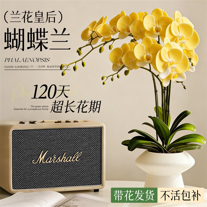 蝴蝶兰带花盆栽带花苞特大号高级花卉绿植兰花洋兰年宵花客厅卧室