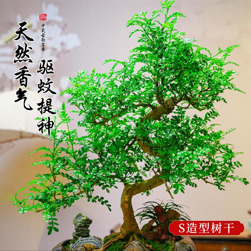 清香胡椒木盆栽S造型老桩植物办公室内书房四季常青盆景好养绿植