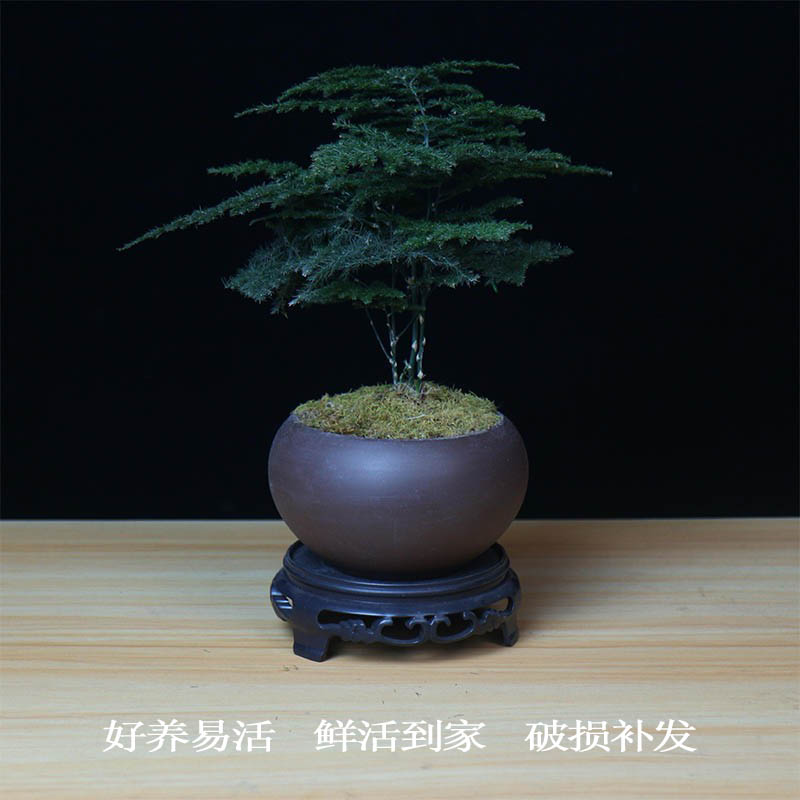 文竹大盆栽植物室内客厅造型盆景好养绿植办公室创意花卉四季常青
