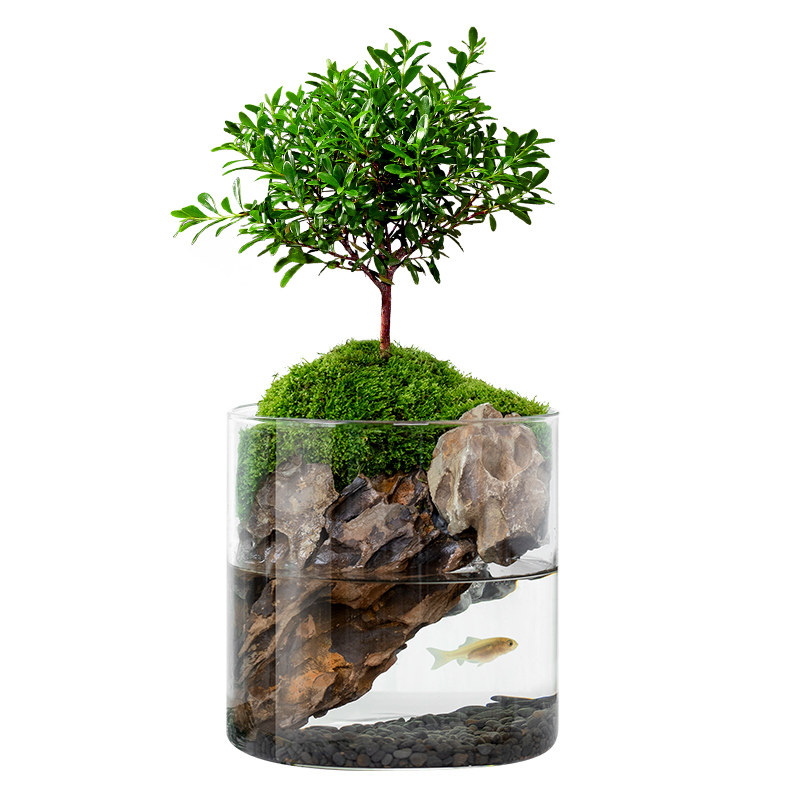 小叶赤楠盆景客厅办公室内桌面微景观苔藓绿植九里香盆栽四季花卉