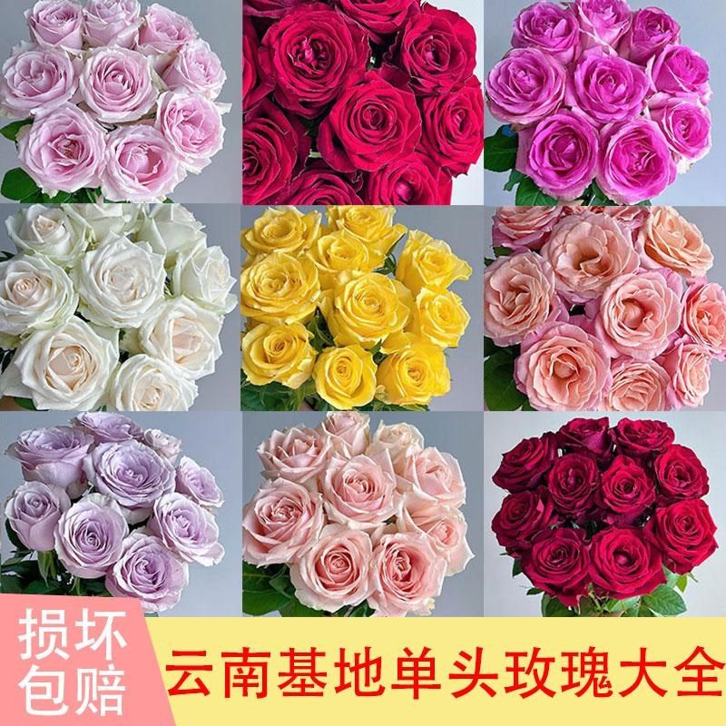 单头玫瑰鲜花云南基地直发鲜切花室内水培家用插花婚庆花艺装饰
