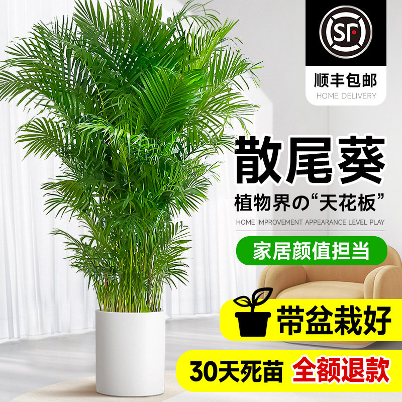正宗散尾葵植物盆栽客厅大型绿植室内高级感办公室大号好养凤尾竹