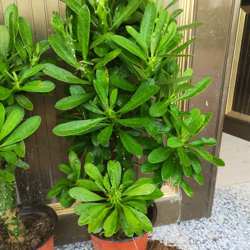 霸王鞭盆栽 龙骨植物 仙人柱 金刚杵 量天尺 刺金刚植物盆栽