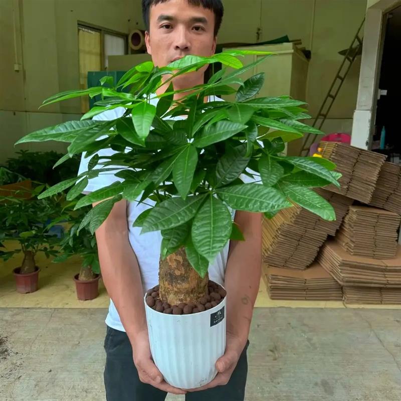 发财树盆栽招财室内大型绿植前台开业三杆发财树四季常青桌面绿植图片