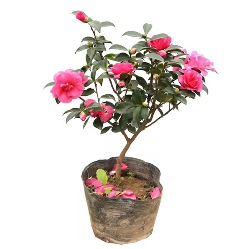 茶梅花苗树苗茶梅球茶花盆栽冬茶梅盆栽四季带花苞庭院耐寒带花苞