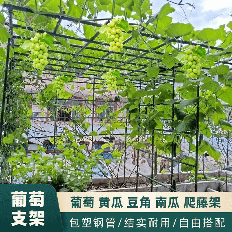 庭院葡萄爬藤架 铁制花架立柱式牵引南瓜百香果爬藤架图片