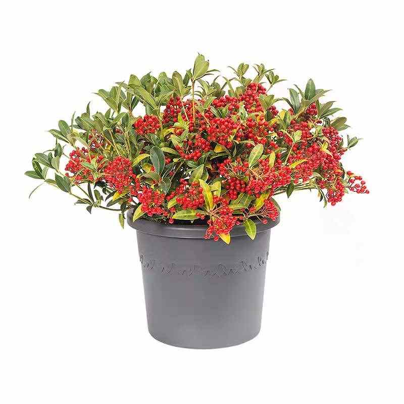 虹越爱好elho阿尔加塑料种植盆绣球月季玫瑰种植花盆换盆大口径