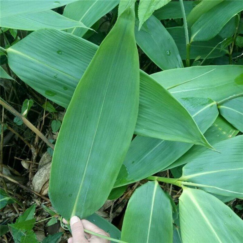 大粽叶苗四季可种植苗棕叶苗包粽子叶树苗成活率高林下庭院盆栽苗图片