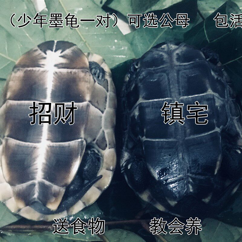 墨龟全黑活体宠物龟中华草龟公品种纯观赏龟镇宅风水龟长寿龟包活