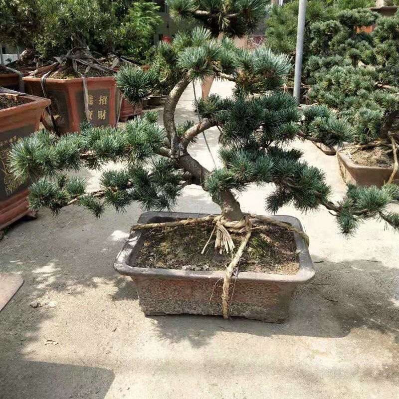 大树迎客松盆栽耐寒五针松树桩盆景 造型黑松庭院绿植盆栽大板松