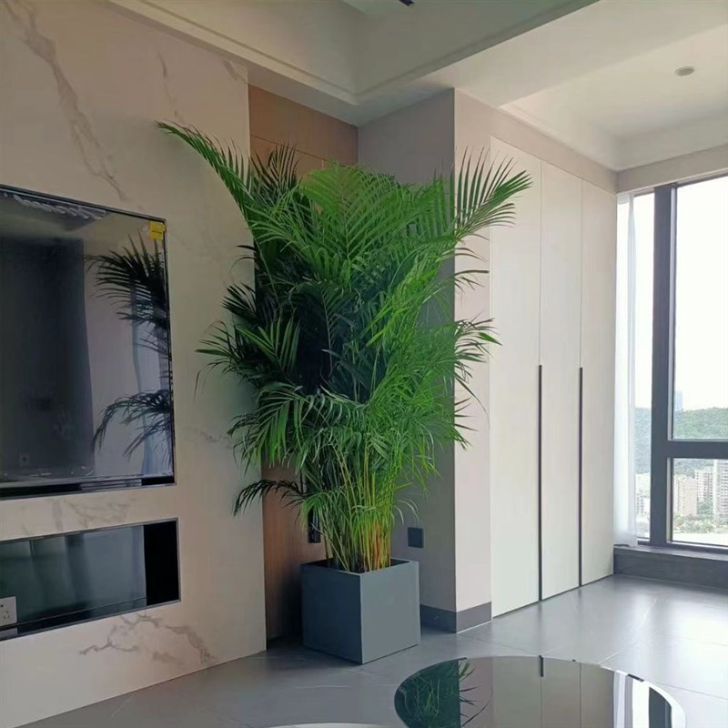 散尾葵大型绿植室内客厅吸甲醛好养活懒人植物四季常青北欧凤尾竹