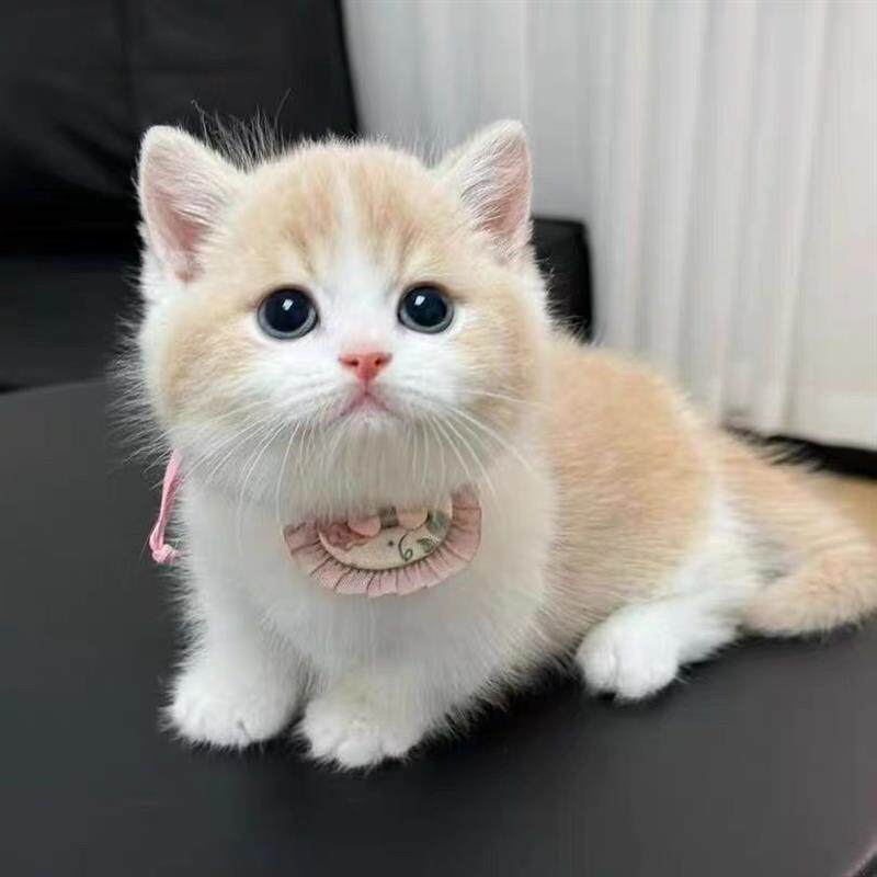 中华田园猫橘猫狮子猫狸花猫幼崽三花猫奶牛猫黑猫白猫蓝猫幼崽