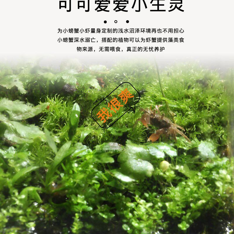 生态瓶观赏鱼缸辣椒蟹苔藓植物微景观桌面鱼虾蟹水陆缸微型景观