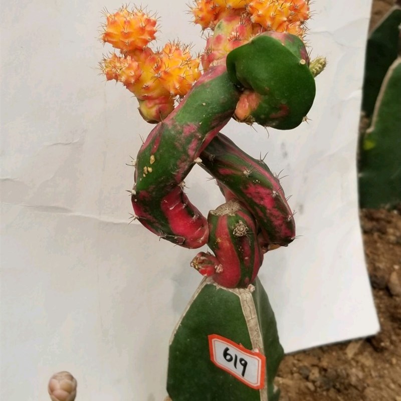 多肉植物 稀有仙人球  嫁接龙凤牡丹 千变万化观赏盆栽
