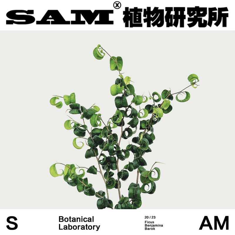 SAM植物研究所/卷叶榕/网红植物/INS绿植/室内盆栽/易养护