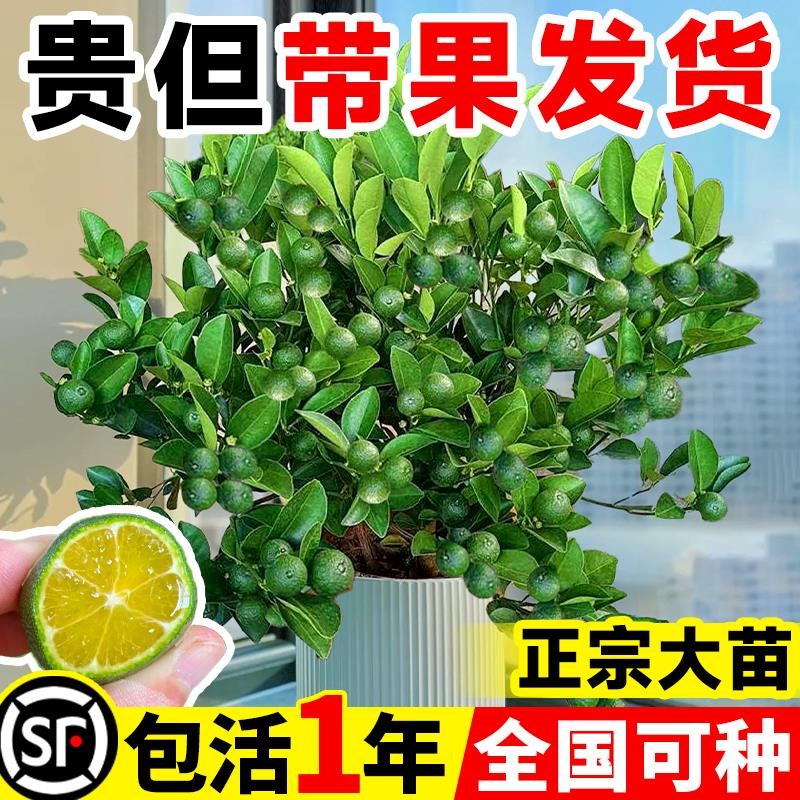 小青柠树苗海南小青桔金桔树香水柠檬树盆栽庭院阳台果树果苗