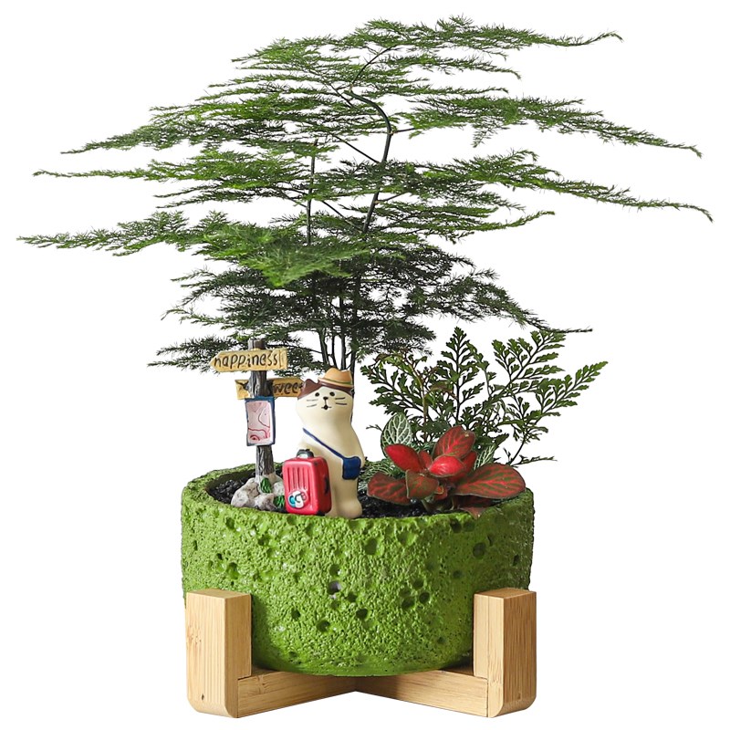 文竹盆栽办公室招财绿植物室内桌面好养创意盆景旺宅送礼礼物花卉