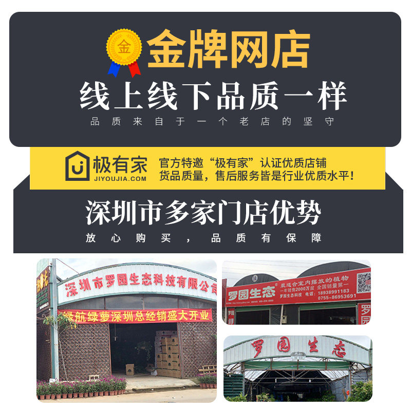 金钱树盆栽植物室内好养易活花大盆吸甲醛绿植乔迁办公室深圳同城