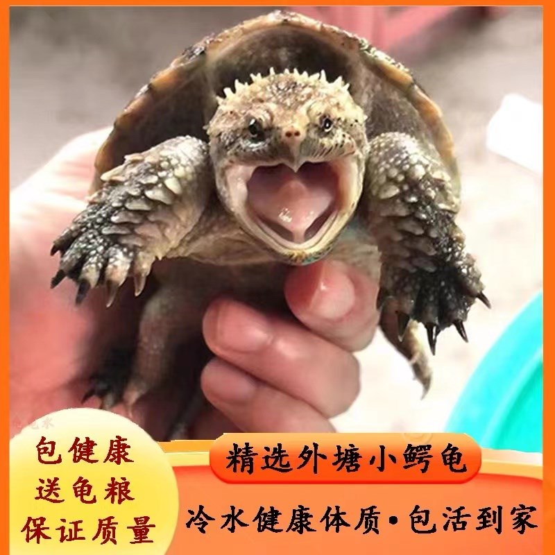 北美鳄龟苗杂佛纯佛爆刺鳄龟活体凶猛小乌龟食肉杂食活物观赏乌龟