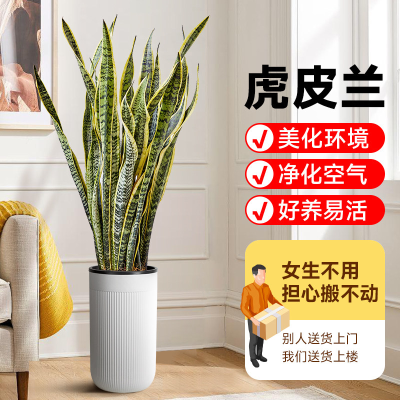 金边虎皮兰盆栽新房客厅吸绿植虎尾兰大型植物办公室好养易活