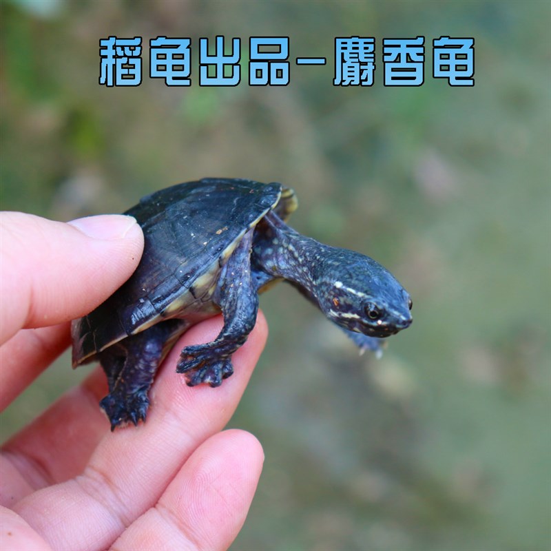 外塘观赏麝香龟苗活体蛋龟深水龟乌龟宠物迷你活物观赏龟好养可爱
