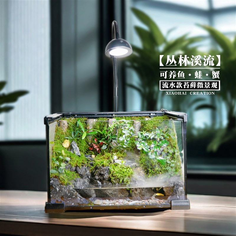 【丛林溪流】流水雨林缸桌面苔藓微景观水陆生态爬宠缸造景成品发