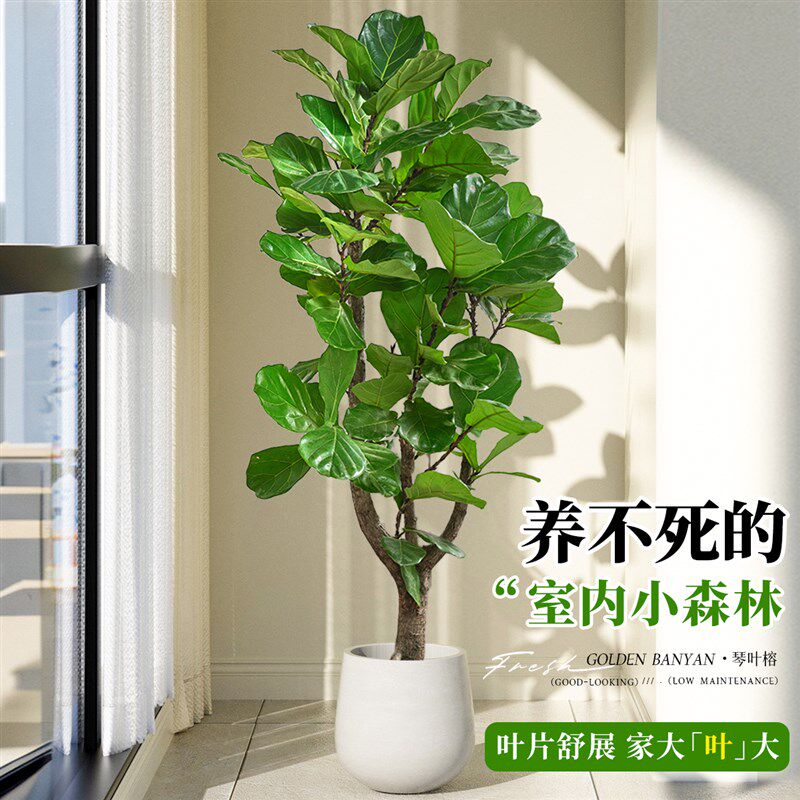 大型琴叶榕植物盆栽大号大叶老桩落地室内客厅适合冬季的好养绿植