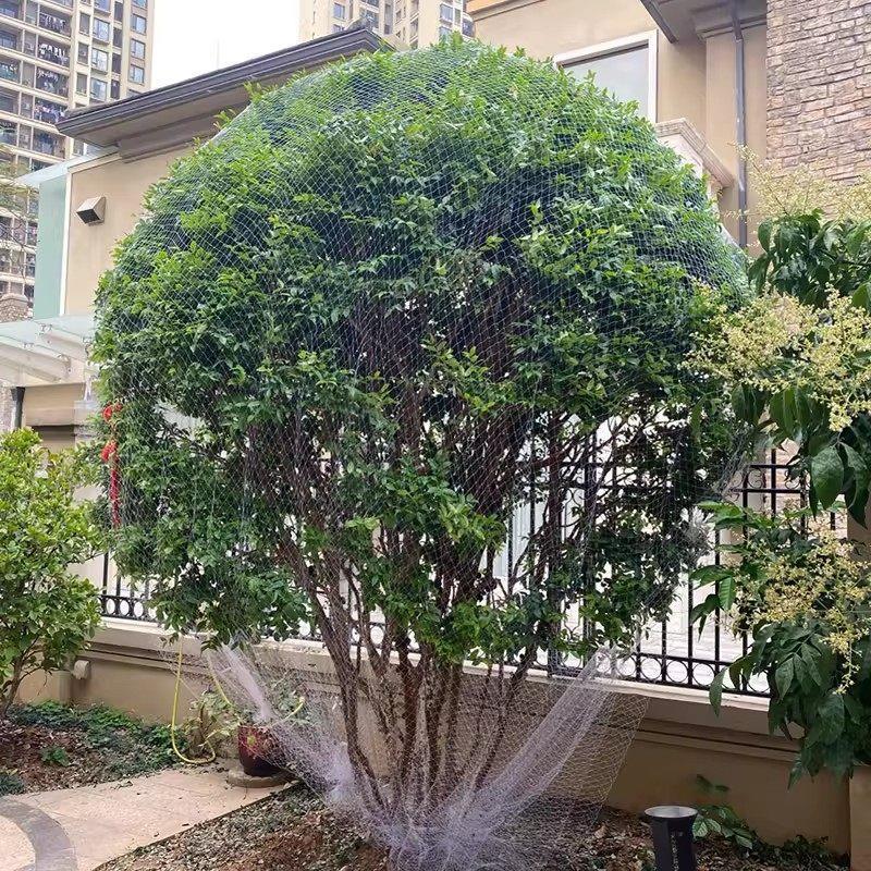 防鸟网果树果园大棚尼龙线樱桃树葡萄窗户防护网阳台鱼塘用的天网