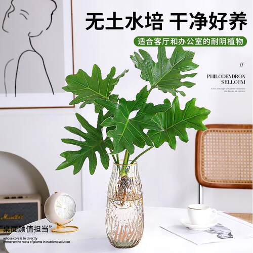 春羽水培植物盆栽室内客厅办公室桌面花卉大叶龟背竹春雨好养绿植