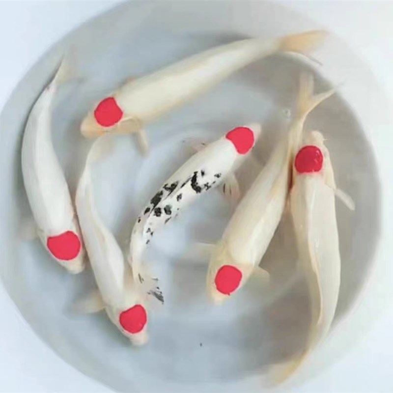 丹顶锦鲤丹顶三色家养高档观赏鱼淡水鱼鸿运当头