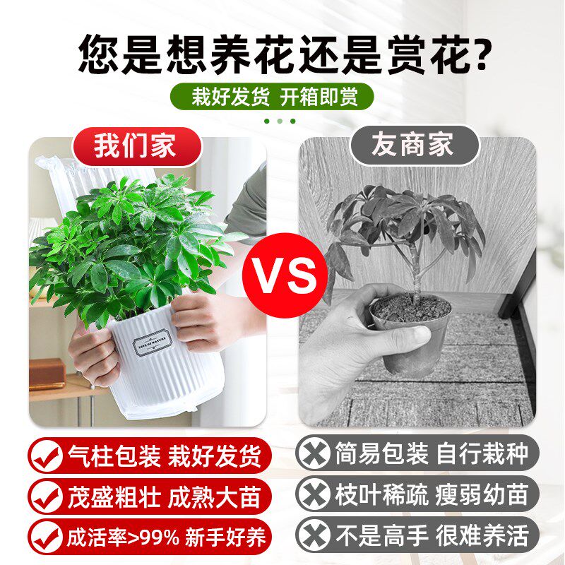 八方来财鸭脚木盆栽办公室内净化空气七叶莲四季常青绿植好养易活