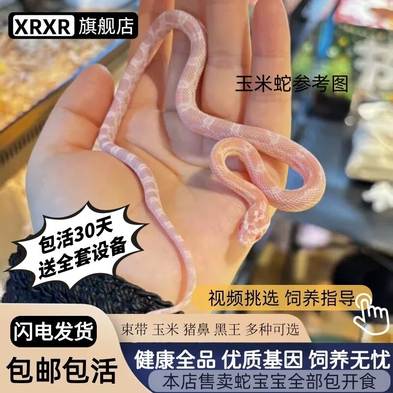活体黑王蛇玉米蛇猪鼻蛇束带蛇包活一个月温顺无毒爬宠宠物蛇异宠