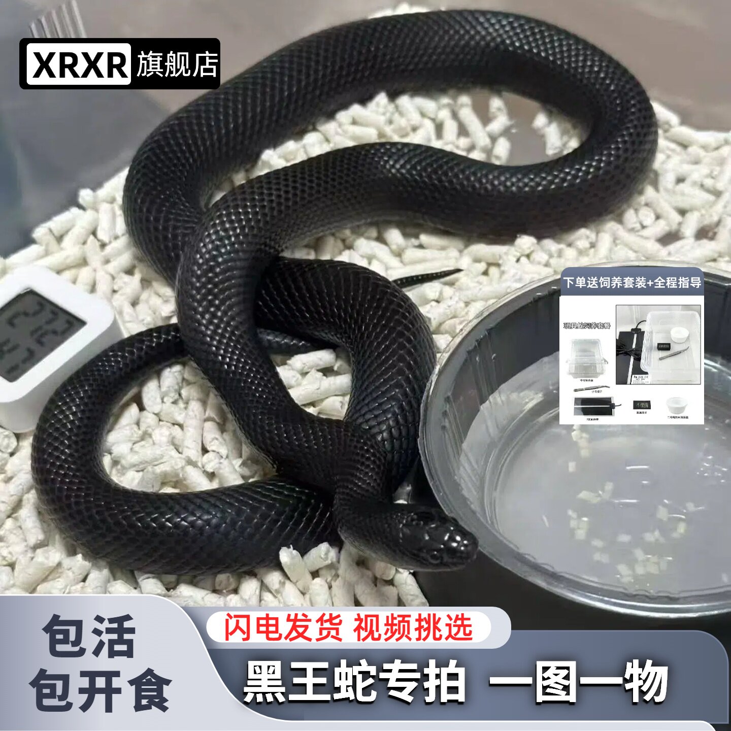 黑王蛇专拍链接活体宠物蛇包活一个月无毒送视频挑选饲养套装大苗
