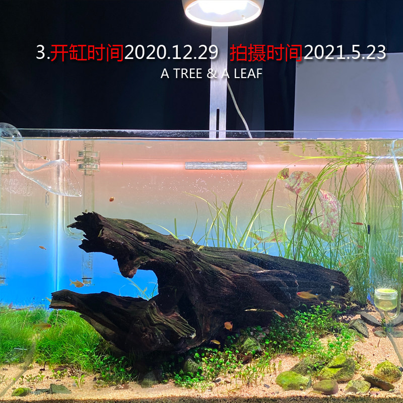 牧鱼水草泥 新版本包邮 天然有机水草种植土 水草底沙肥料