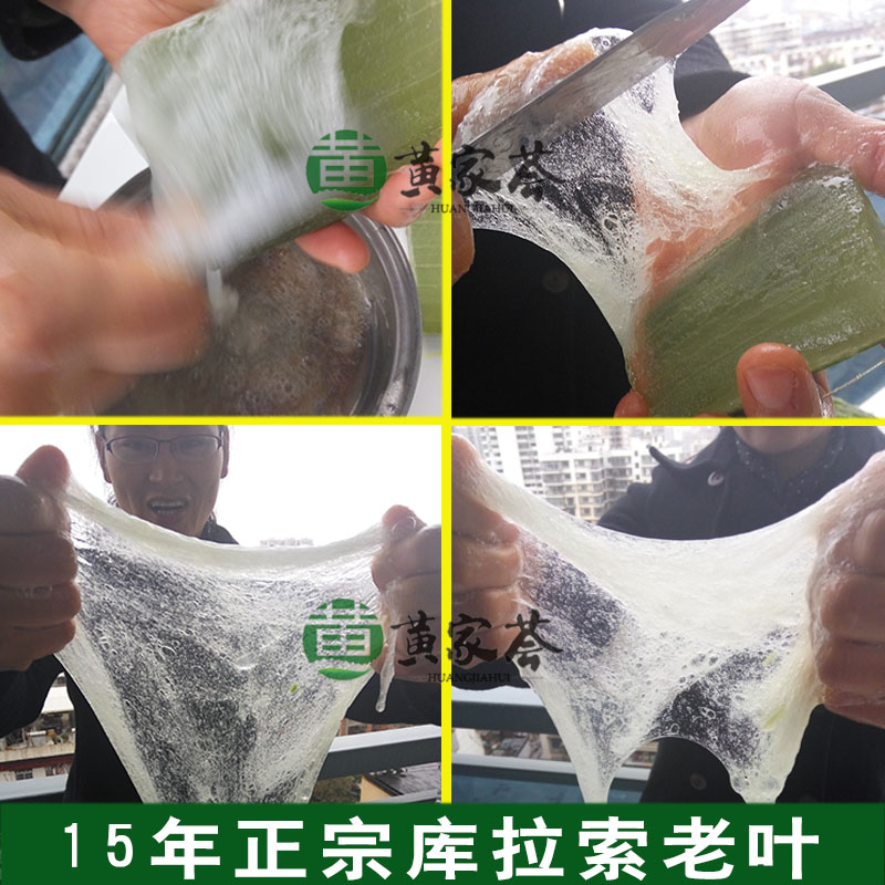 黄家荟库拉索芦荟植物盆栽可食用新鲜叶片美容院灌肤专用芦荟叶子图片