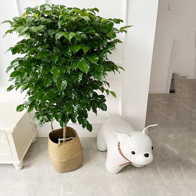 幸福树盆栽客厅好养绿植室内办公室绿宝大型植物吸甲醛净化空气