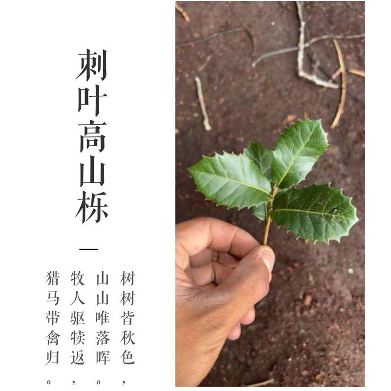 鹿角枝黄栎木黄梨木香槟木南美鱼缸造景沉木倒挂沉木飘枝树枝树叉图片