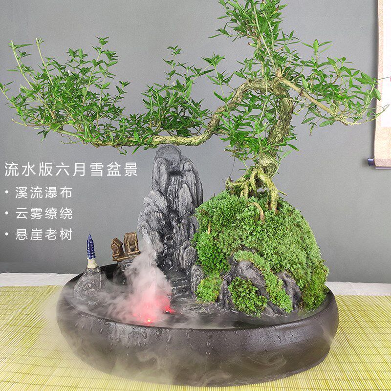 流水版盆景植物室内六月雪老树桩福建茶盆栽绿植山水假山客厅造景