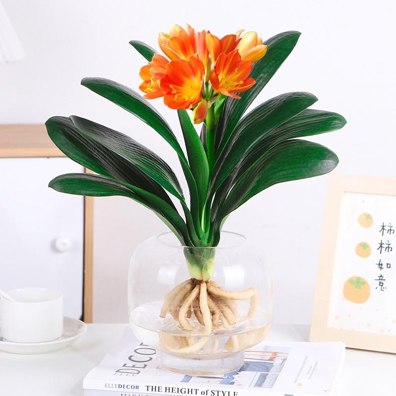 四季君子兰盆栽带花苞大苗花卉植物室内易活绿植水培好养多肉大全图片