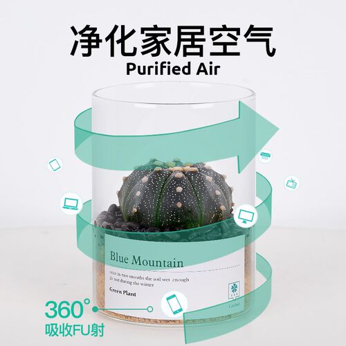 多肉小盆栽仙人球室内仙人掌电脑办公桌面绿植花卉好养活耐旱植物