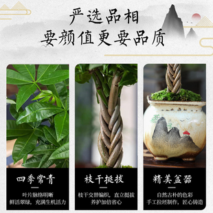 五编辫子发财树小盆栽室内绿植盆栽桌面摆件好养易活四季常青盆景