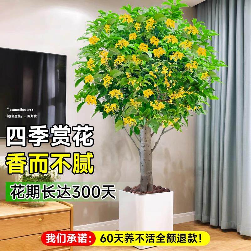 带花桂花树苗四季桂盆栽大树大型绿植室内办公室四季开花原生老桩