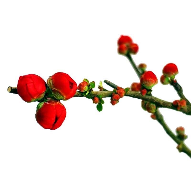 一物一拍四季原生长寿冠海棠花盆景庭院耐寒植物盆栽