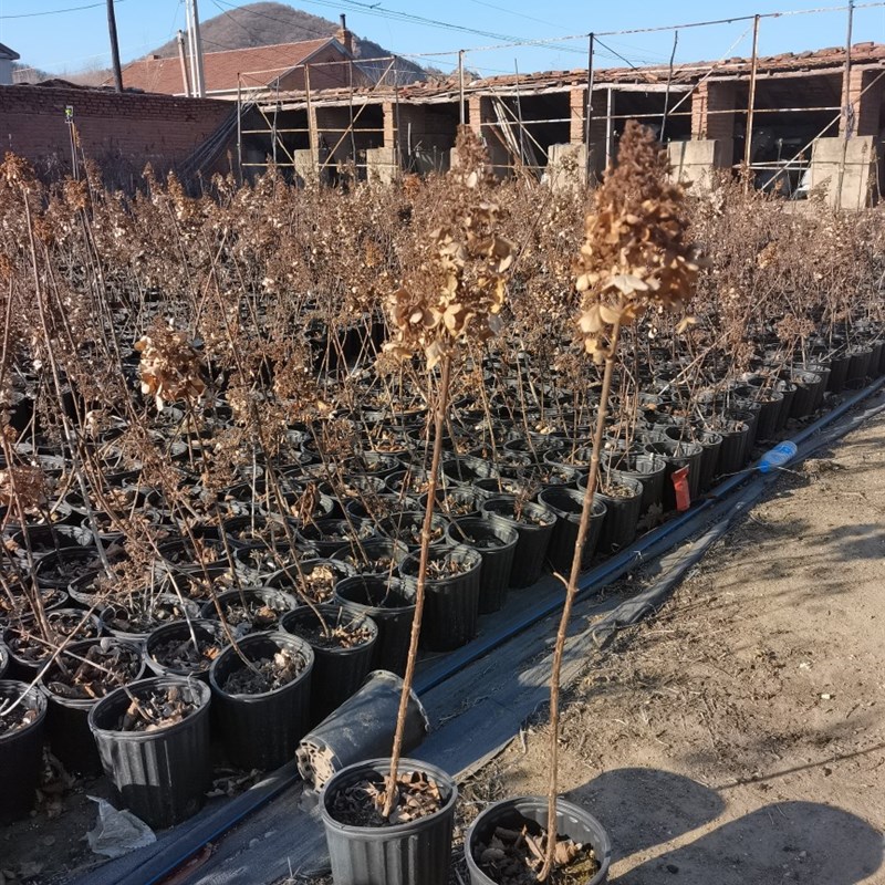 烛光彩眼花冠耐寒木本大花直立圆锥绣球树苗别墅庭院盆栽地栽植物