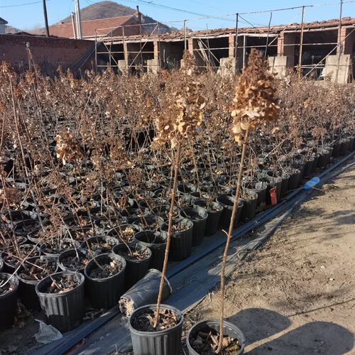 烛光彩眼花冠耐寒木本大花直立圆锥绣球树苗别墅庭院盆栽地栽植物