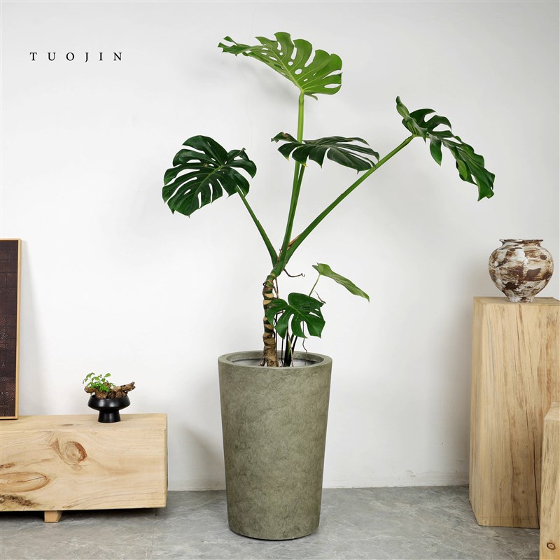 简约高款大花蕙兰金钱树百合竹绿植盆栽镁泥大号花盆落地客厅阳台